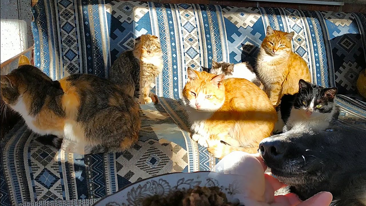 3 кота гопники