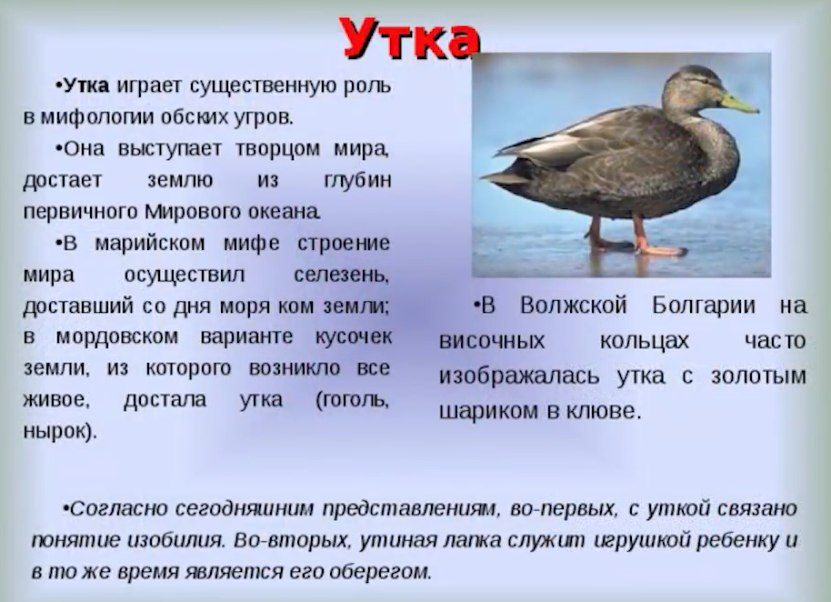 Рассказ про утку 1 класс окружающий мир. Журналистская утка. Что значит утка. Что значит утка. Птицы жители водоема.